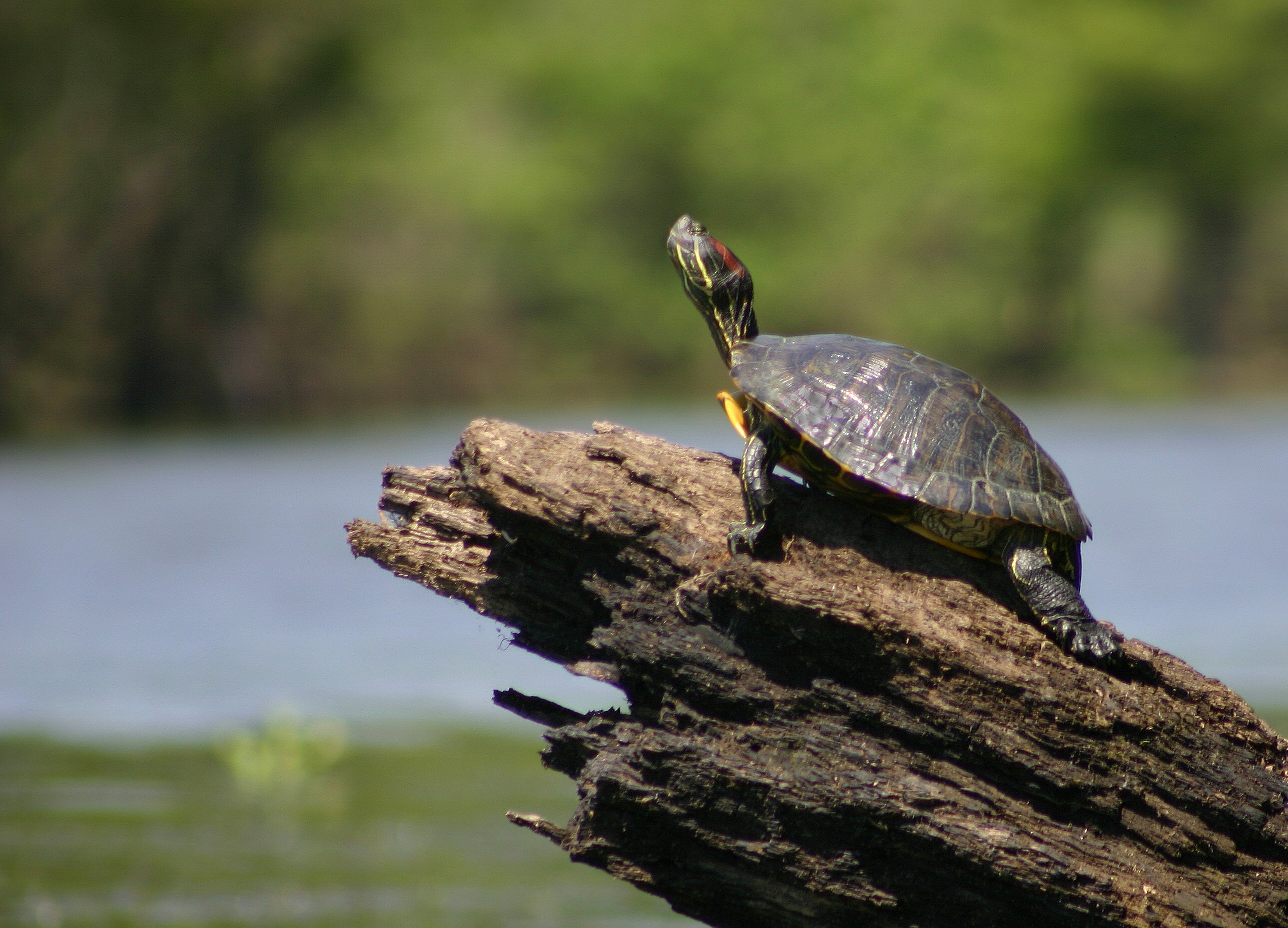 Sideway view of a turtle on a log, looking up.